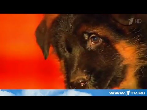 Российские полицейские передали своим французским коллегам щенка Добрыню