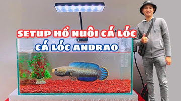 Setup Hồ Cá Lóc Nuôi Cá Lóc Channa Andrao Bằng Hồ Kính