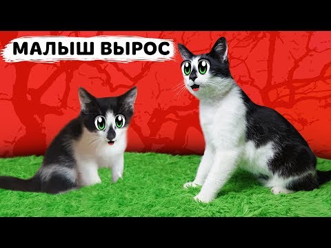 КАК РОС КОТ МАЛЫШ ! МАЛЕНЬКИЙ КОТЕНОК МАЛЫШ и МУРКА! СМЕШНЫЕ КОТЫ! ПРИКОЛЫ С КОТАМИ И БАФФИ МИЛАФФИ