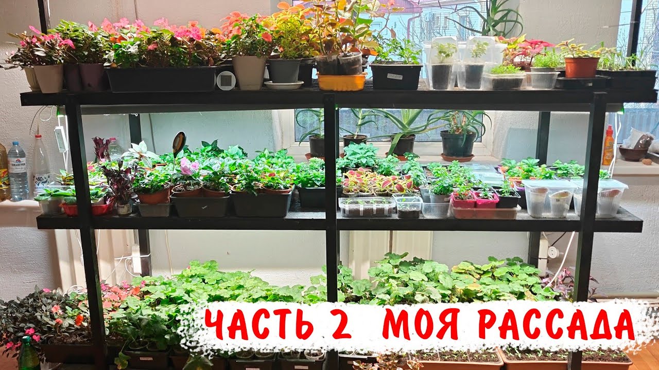 Моя рассада на 26 февраля, катарантусы ампельные, петунии вегетативные, калибрахоа, бальзамин и др.