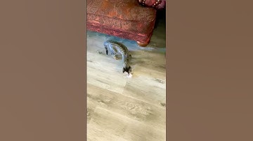 Cat Plays With Mouse Toy, Part 2 🐈 #cat #shorts