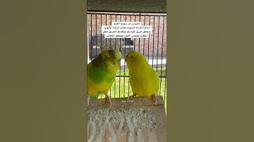 #سورة_الفتح #قرآن فضل السورة بمربع التعليقات #المصحف #العراق #البحرين #طيور #البادجي #quran #birds