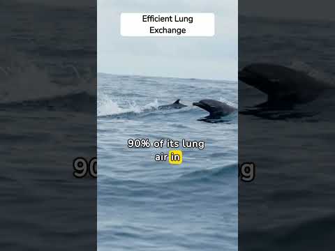 How Do Dolphins Breathe Dolphin Breathing MarineLife Ocean Wildlife Biology Nature