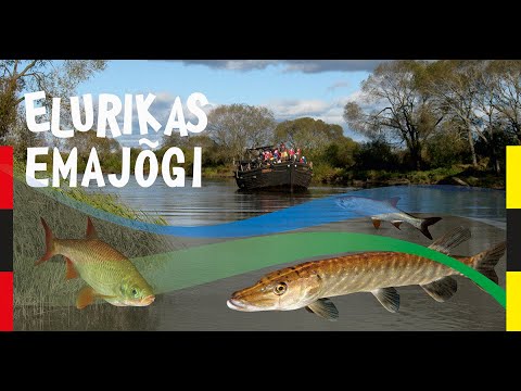 Video: Liigirikkuse Ja Liikide Mitmekesisuse Erinevus