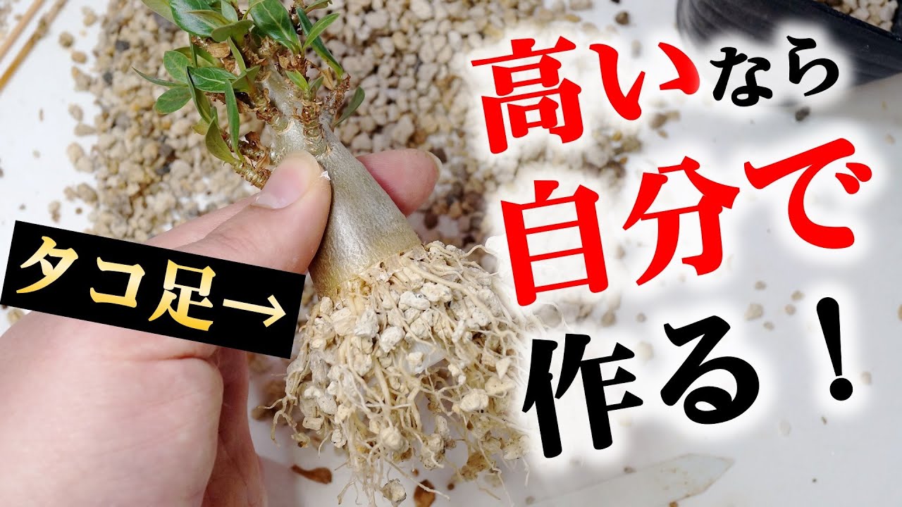 タコ足アデニウムの半年後にテンション爆上がり！【塊根植物の