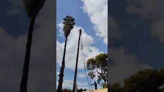 call us on #0792107637 we remove dangerous unwanted trees safe and easy