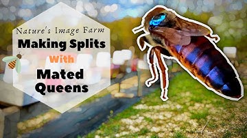 How To Split a Bee Hive