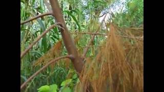 How to Grow Casuarina  from Air layering | Australian pine (Hindi )  Part -2