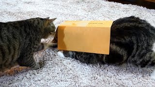 入れないねこ。-Maru cannot get into.-