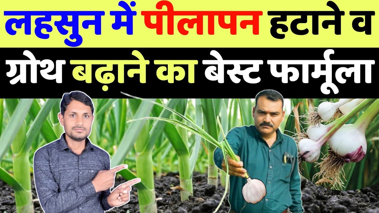 लहसुन की ग्रोथ बढ़ाने का नया फार्मूला | lahsun me konsa khad dale | lahsun me pilapan kaise hataye