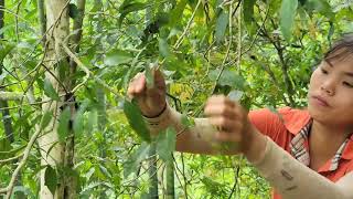 Harvesting wild vegetables to sell, gardening, the girl built a farm by herself