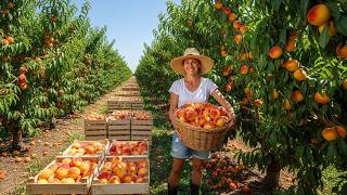 Inside US Peach Farming Harvesting and Canning Process | AgriMachinery Insight