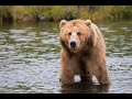 Aprende 5 cosas del poderoso oso kodiak #shorts