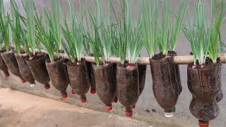 No need for a garden, growing green onions at home is easy and extremely effective