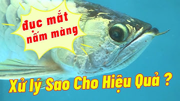 Xử lý "Đục Mắt, Nấm Màng" An Toàn, Hiệu Quả | Aquamax V | Hoàng Lam Arowana
