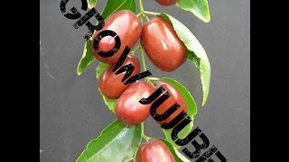 Howto Sprout Jujube Seeds Fast 