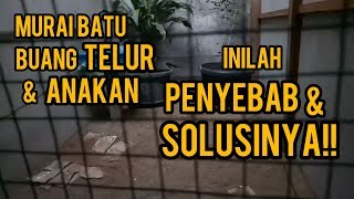 Penyebab dan Cara Mengatasi Murai Batu Buang Telur dan Anakan