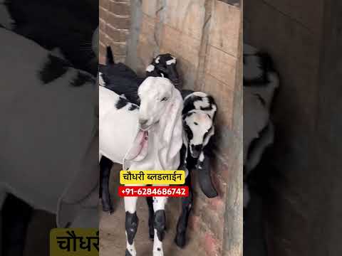 चौधरी ब्लडलाईन के शानदार बीटल किड्स फाजिल्का पंजाब में #goats #beetalgoat