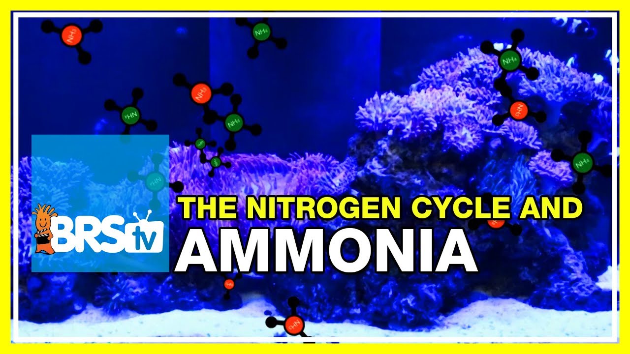 week 13 ammonia not