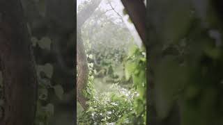 No Copyright Video Stock || Amazing Collection of Nature || Free Nature Videos screenshot 3