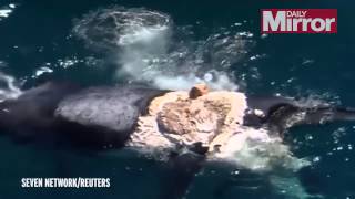 Watch moment man climbs onto dead whale&amp;#039;s floating carcass - as it is eaten by sharks