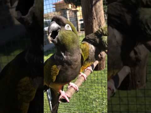 Pappagallo Conuro della Patagonia (Cyanoliseus patagonus) verso / animal call burrowing parrot