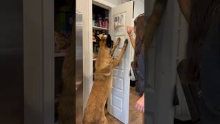 Dog Helps Organize Pantry Door #smartdog #dog #belgianmalinois