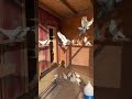 Голуби Tauben Pigeons чёрнаносые Серёга Германия