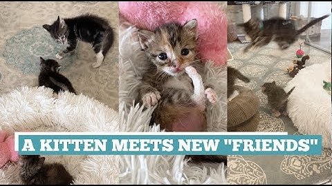Kittens from two different litters meet