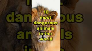10 most dangerous animals in the world | prasannalokaya #top10 #shorts #shortvideo #shortsfeed