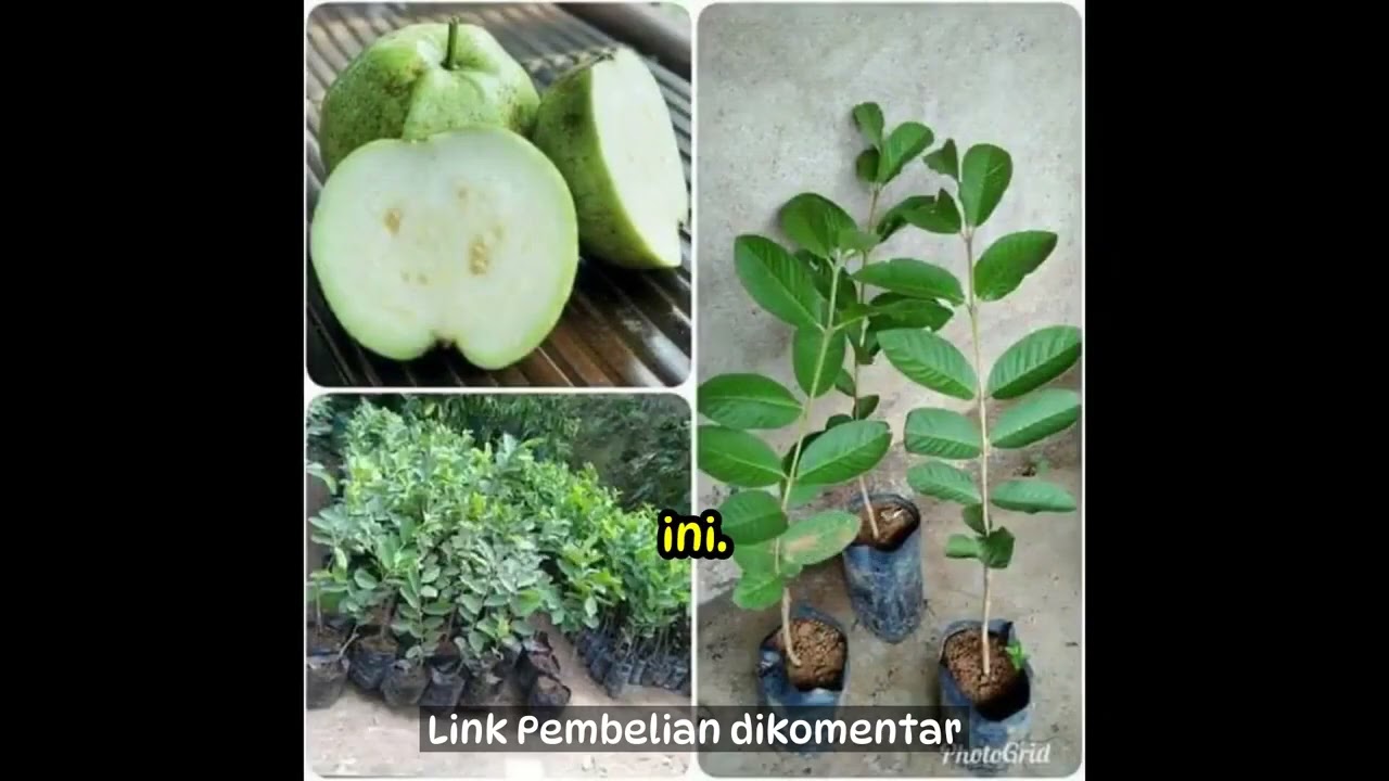 7 Jambu Kristal dari Toko Online: Mana Yang Terbaik? Perbandingan Bibit dan Kualitasnya!