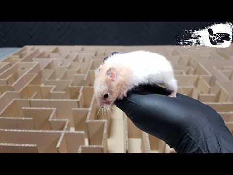 GIANT Maze Labyrinth for hamster. Can they EXIT?