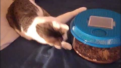 Cat vs Tarantula