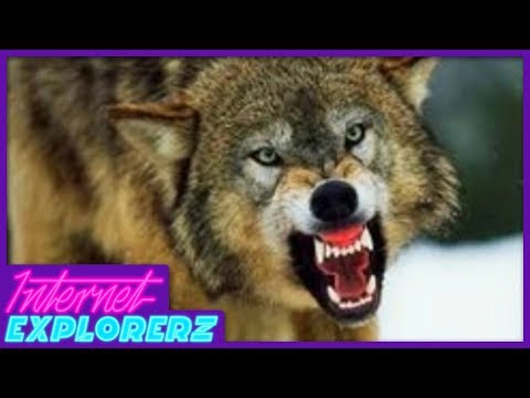 real-life-wolf-battle-royale---internet-explorerz-(ep.-10)