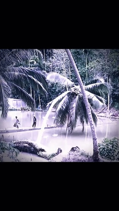 detik detik pohon kelapa jatuh sendiri 😥