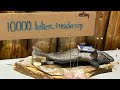 Taxidermy S Curve Bluegill Fish Pinning Fins