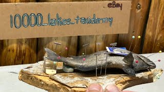 Taxidermy S Curve Bluegill Fish Pinning Fins