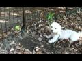 ボール取ってぇ　dandie  dinmont  terrier の動画、YouTube動画。