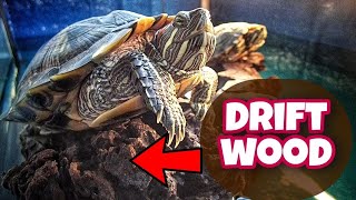 Driftwood for Red Eared Sliders | Kura-Kura Brazil