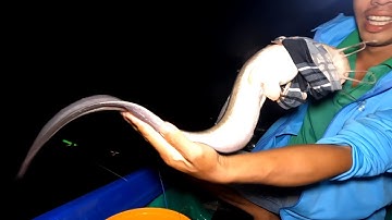 Câu Cá xuyên đêm trúng bầy Cá Ngát ham ăn Cửa Biển rất nhiều cá | GĐCG #941