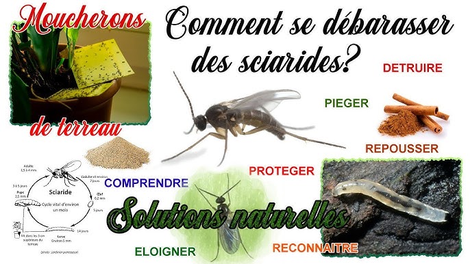 Moucherons de plantes d'intérieur : 5 solutions naturelles efficaces contre  les sciarides ! 