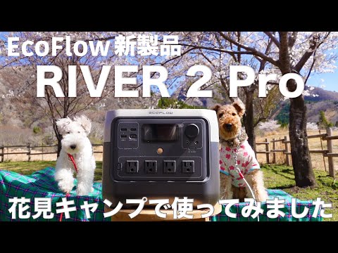 EcoFlowの新製品RIVER 2 Proは車中泊・キャンプ旅での使用感はどんな感じ？花見キャンプで実際に使ってみました。鍋の平キャンプ場
