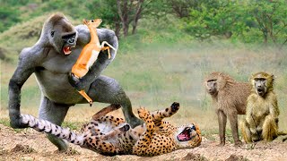 Rare story... Ferocious Baboon Rushes To Attack Cheetah To Rescue Impala - Baboon Vs Cheetah, Lion