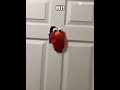 POV: Elmo said hi