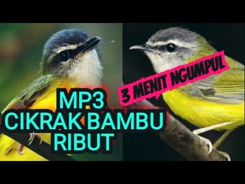 SUARA PIKAT CIKRAK BAMBU