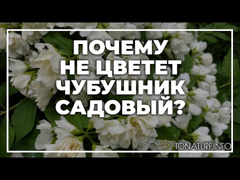 Видео: Почему мой чубушник не цветет - Причины, по которым чубушник не цветет
