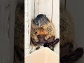 Puku has become an old man #marmot #pets #animals #shorts