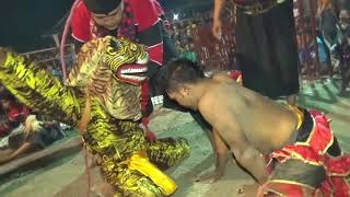 Grandong samboyo putro ndadi tak terkendali !!