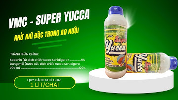 YUCCA VÀ TÁC DỤNG CỦA YUCCA TRONG NUÔI TRỒNG THỦY SẢN|HÓA CHẤT VIỆT MỸ