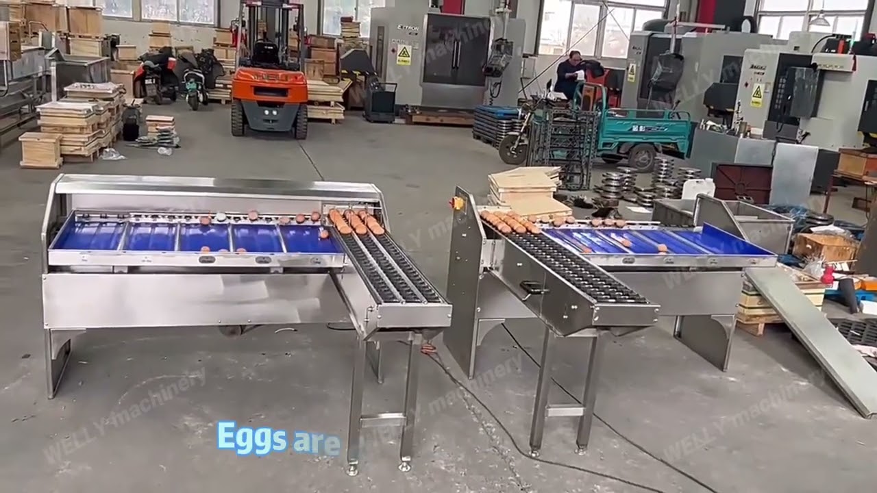 Egg grading machine, egg sorting machine, egg classifier machine 5400pcs/h 